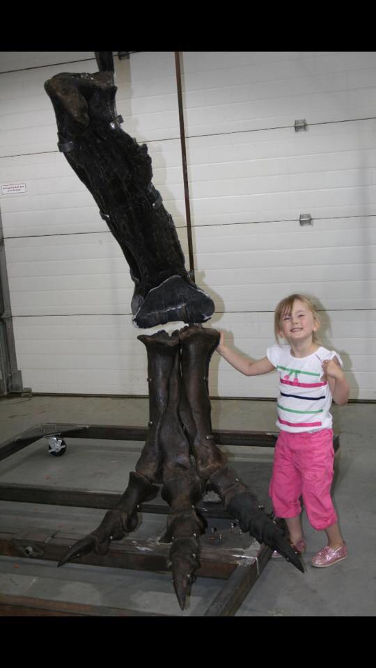 Tyrannosaurus rex - mounted partial leg  How a 3 year old sizes up to a T.rex lower leg.    (approx. 65 million years old)