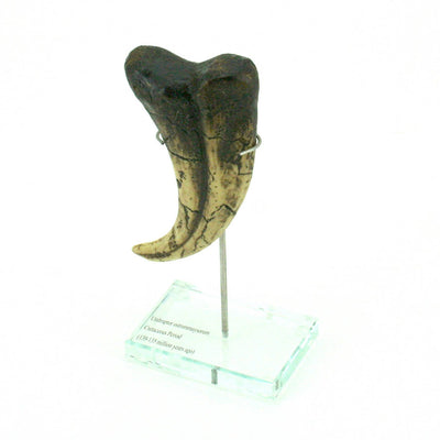 Utahraptor Dinosaur Vertical Claw Replica