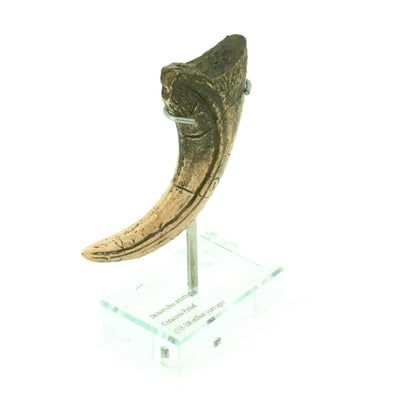 Deinonychus Vertical Claw Replica