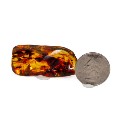 Insect Amber-AM01