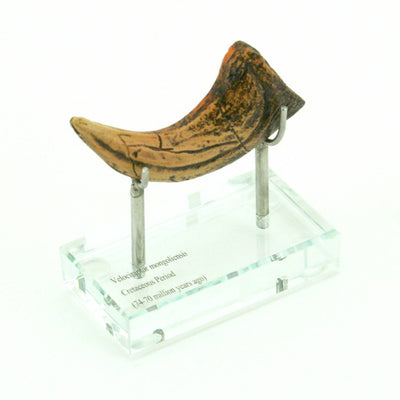 Velociraptor Horizontal Claw Replica