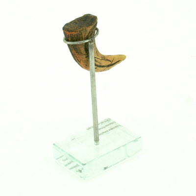 Velociraptor Vertical Claw replica