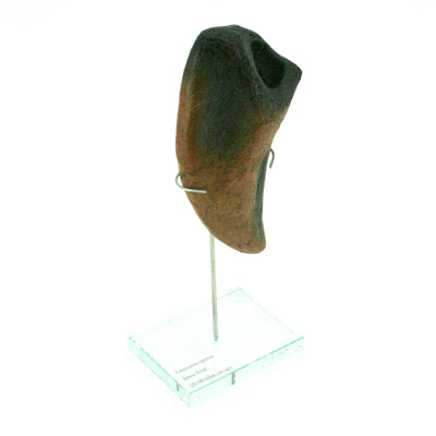 Camarasaurus Vertical Claw replica w/ Glass Base