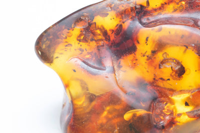 Insect Amber -AM10
