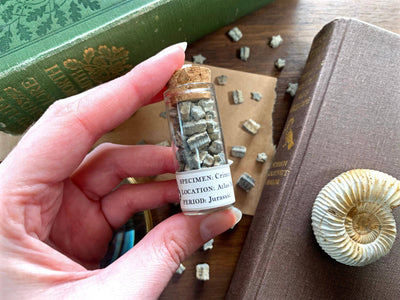 Fossilised Crinoid Star Specimens