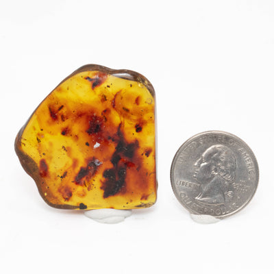 Insect Amber - AM11