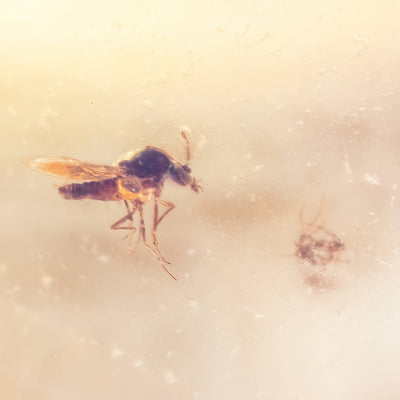 Insect Amber in Magnifying Case