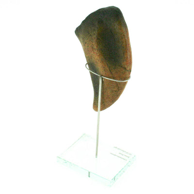 Camarasaurus Vertical Claw replica w/ Glass Base