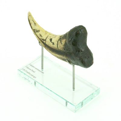 Utahraptor Claw Horizontal replica