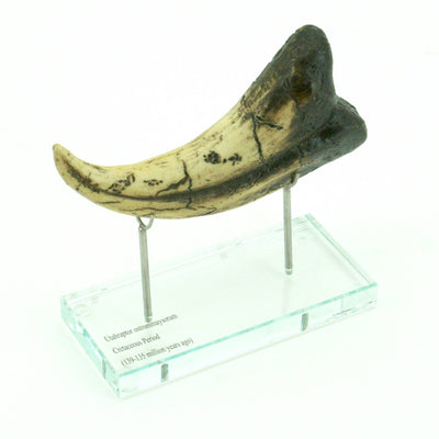 Utahraptor Claw Horizontal replica