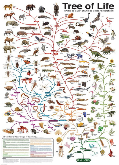 The Tree of Life