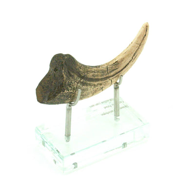 Deinonychus Horizontal Claw Replica