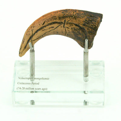 Velociraptor Horizontal Claw Replica