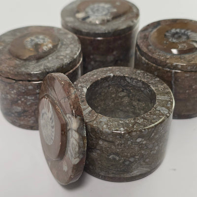 Goniatite Trinket Box
