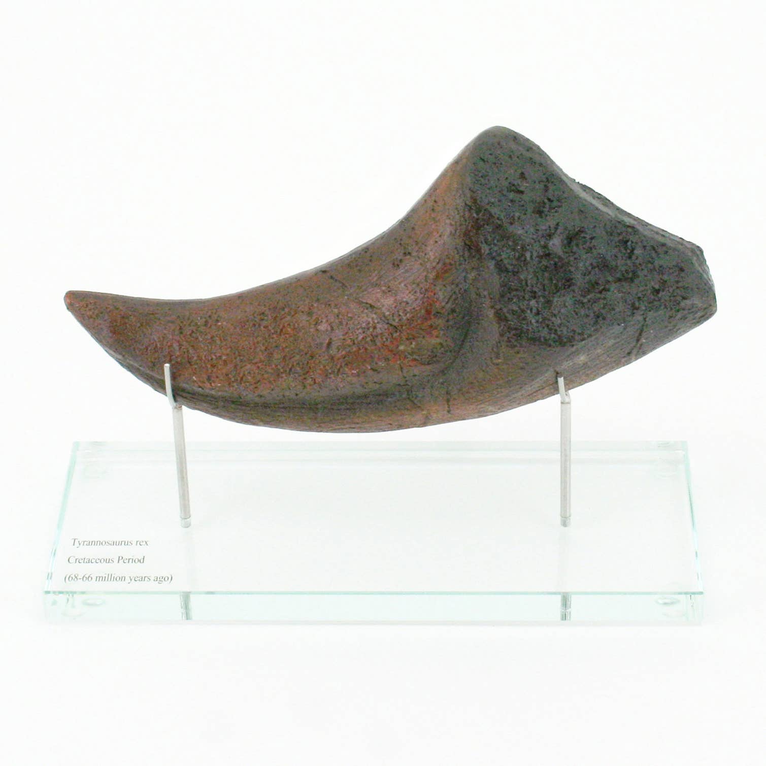 T.rex Horizontal Claw replica