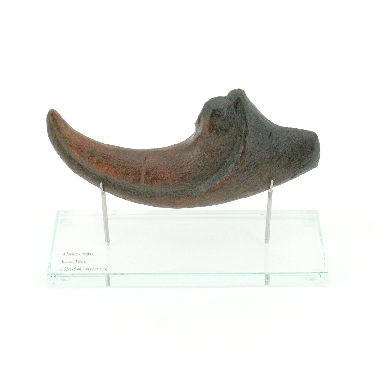 Allosaurus Horizontal Claw Replica