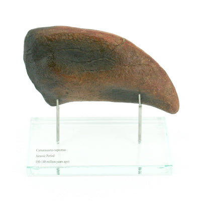 Camarasaurus Dinosaur Horizontal Claw Glass Base
