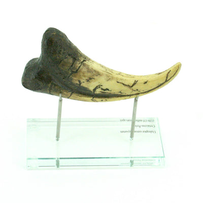 Utahraptor Claw Horizontal replica