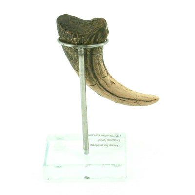 Deinonychus Vertical Claw Replica