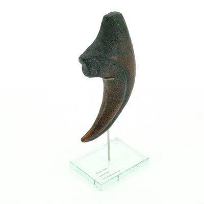 Allosaurus Vertical Claw replica