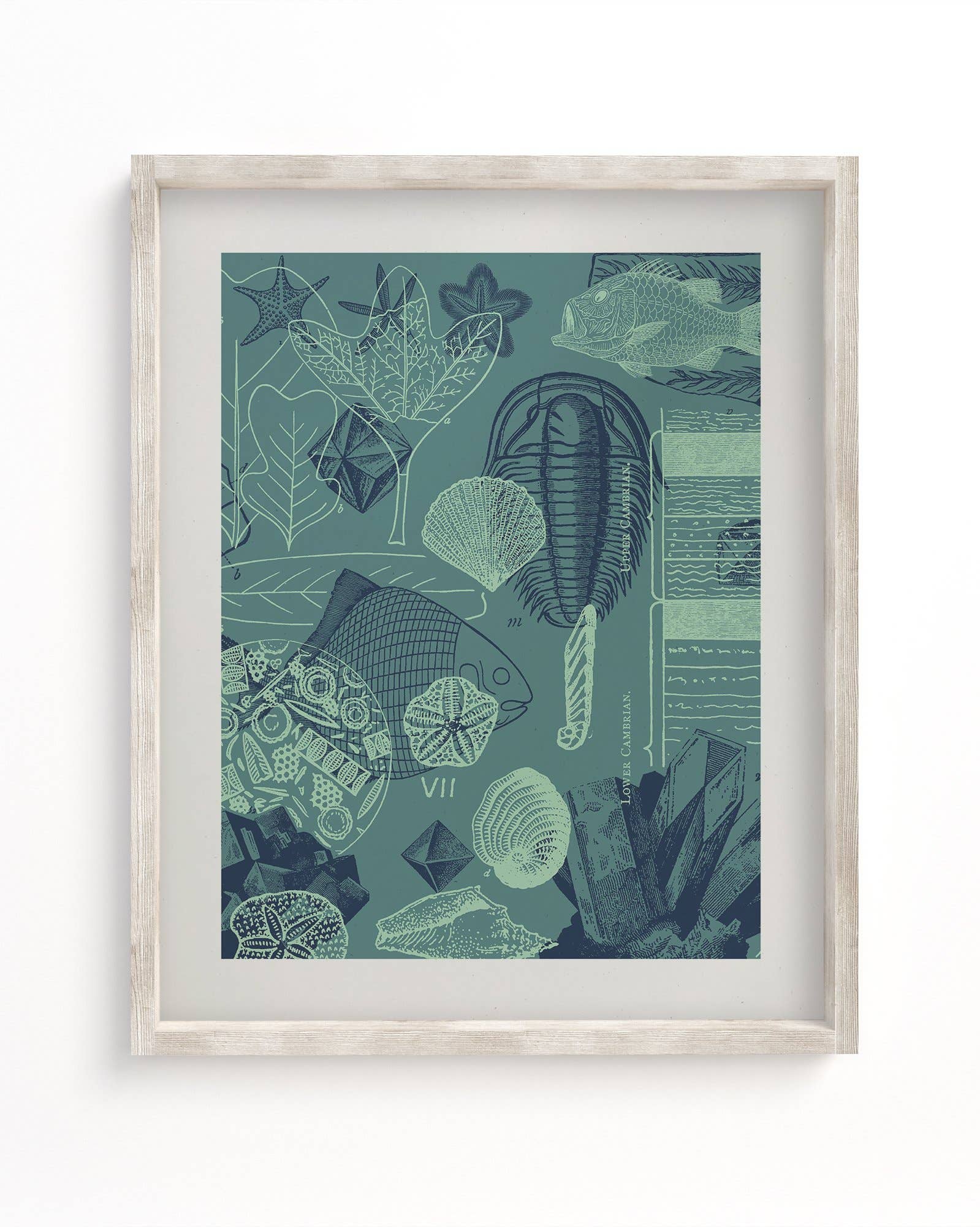 Fossils Print