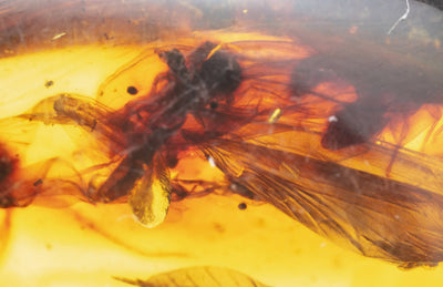 Insect Amber-AM01