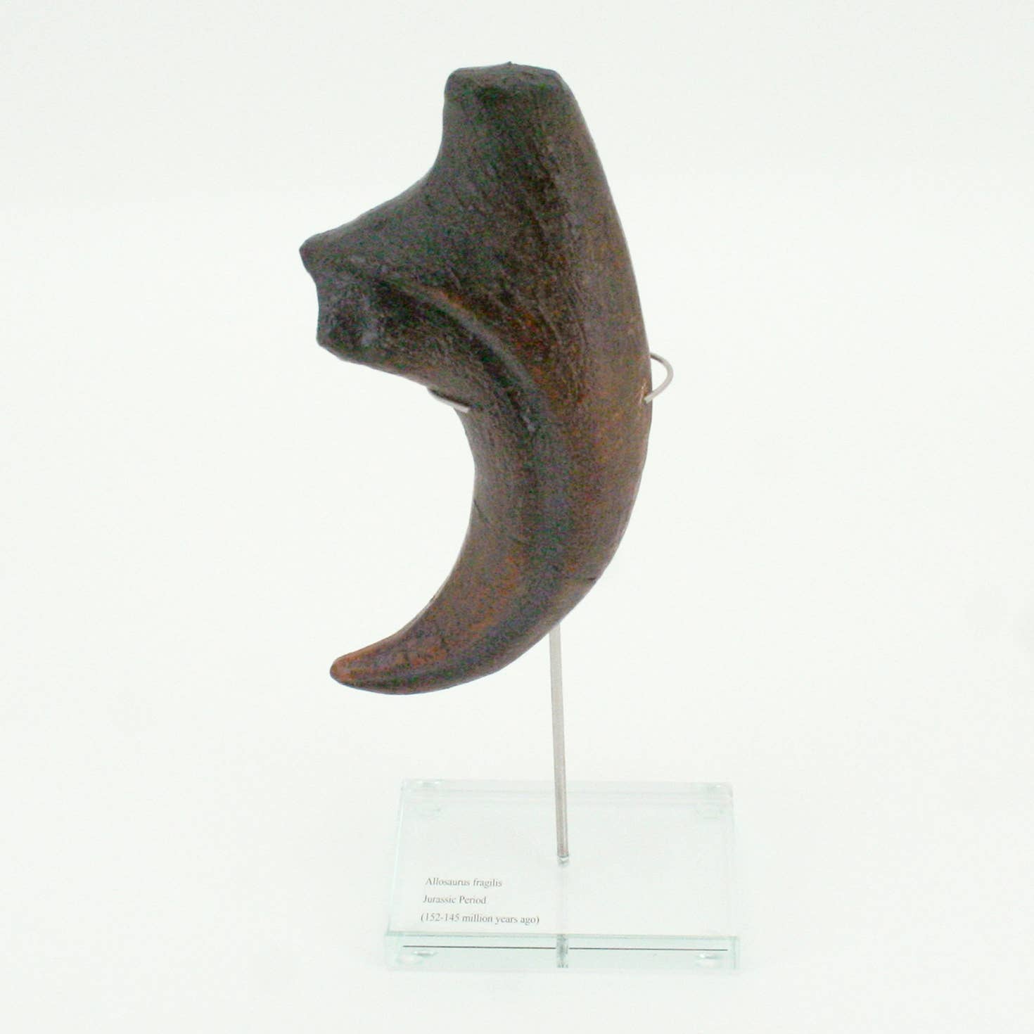 Allosaurus Vertical Claw replica