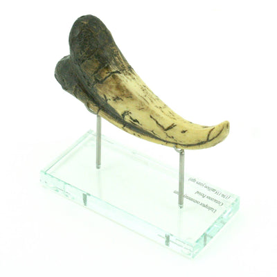 Utahraptor Claw Horizontal replica