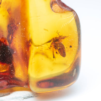 Insect Amber - AM15