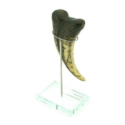 Utahraptor Dinosaur Vertical Claw Replica
