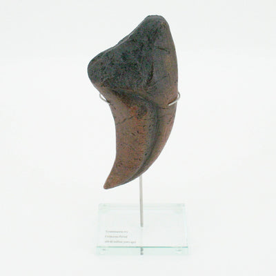 Tyrannosaurus Rex Vertical Claw