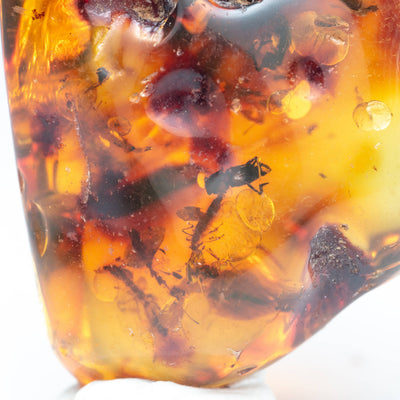Insect Amber - AM14