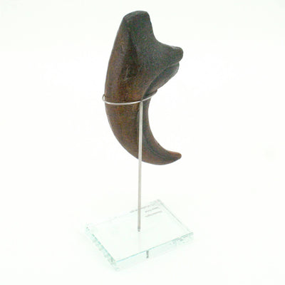 Allosaurus Vertical Claw replica