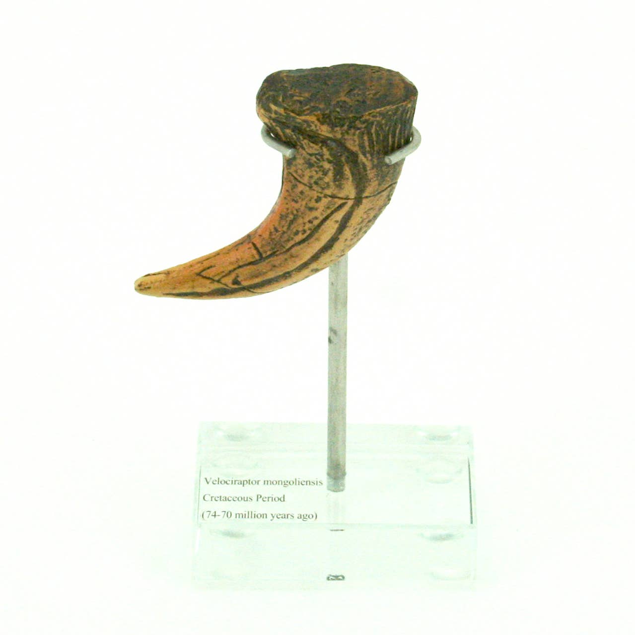 Velociraptor Vertical Claw replica