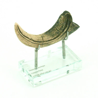 Deinonychus Horizontal Claw Replica