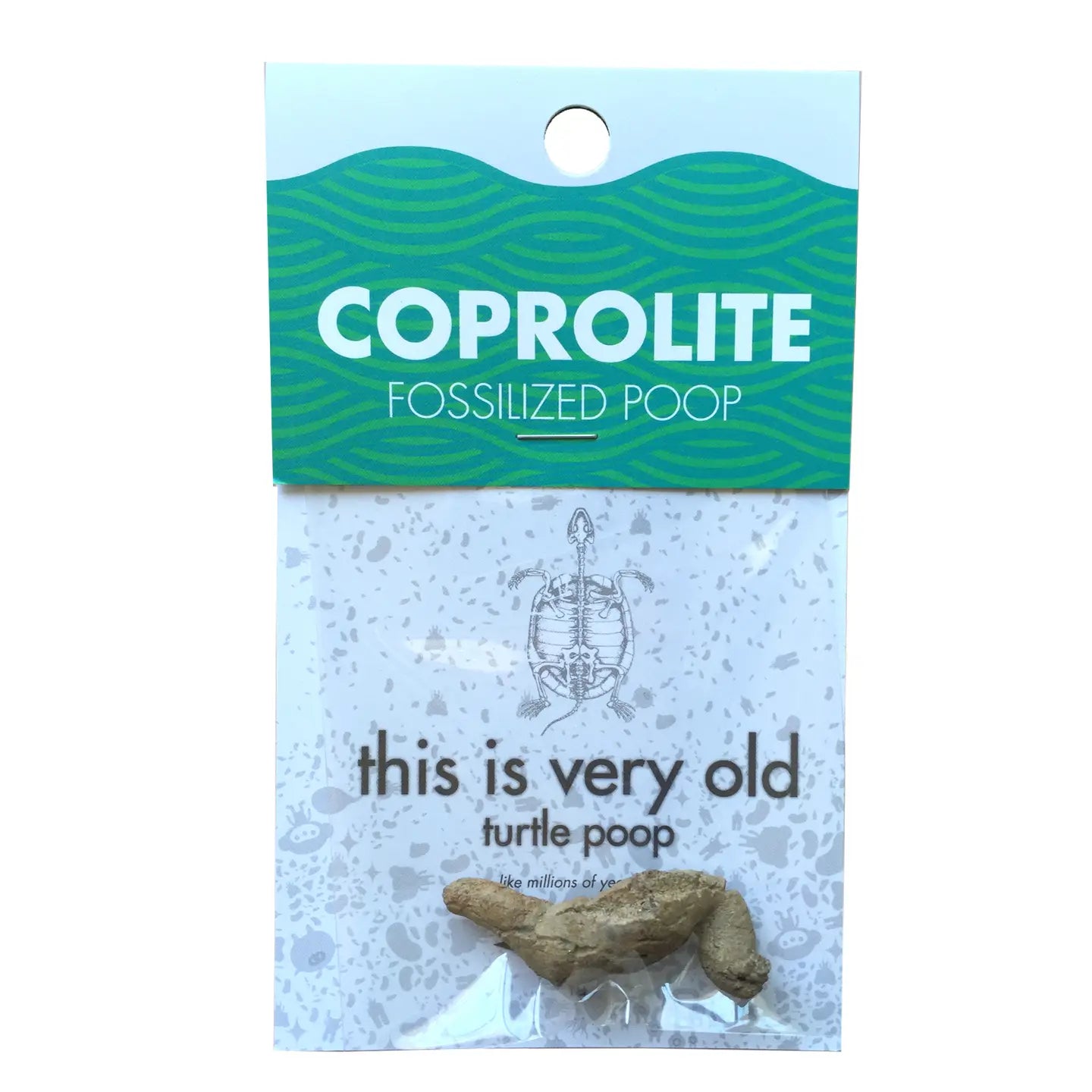 Compact Curiosities Coprolite Fossil