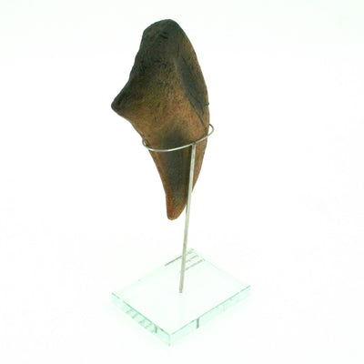 Camarasaurus Vertical Claw replica w/ Glass Base