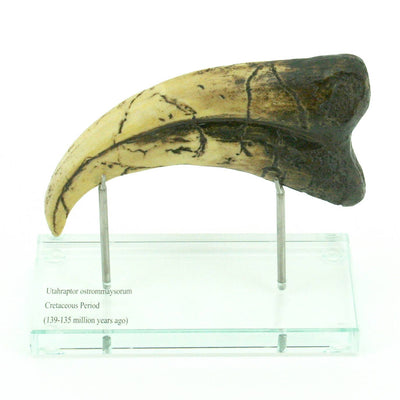 Utahraptor Claw Horizontal replica