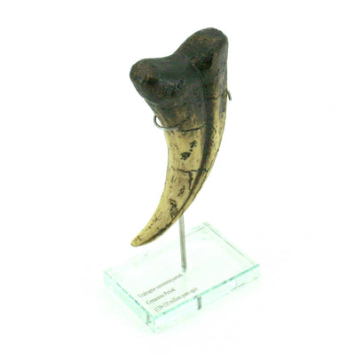 Utahraptor Dinosaur Vertical Claw Replica
