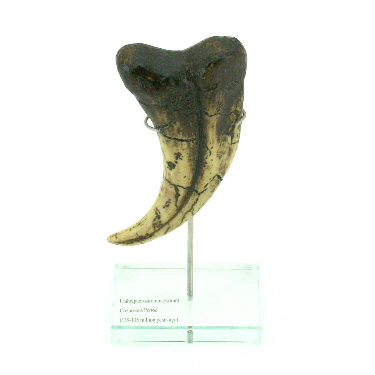 Utahraptor Dinosaur Vertical Claw Replica