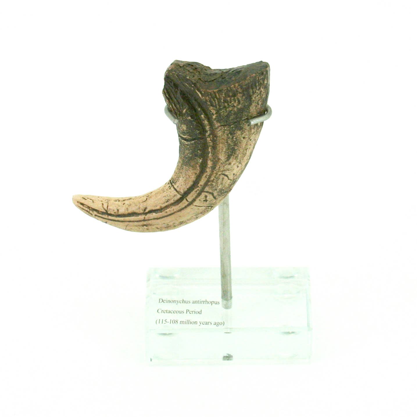 Deinonychus Vertical Claw Replica