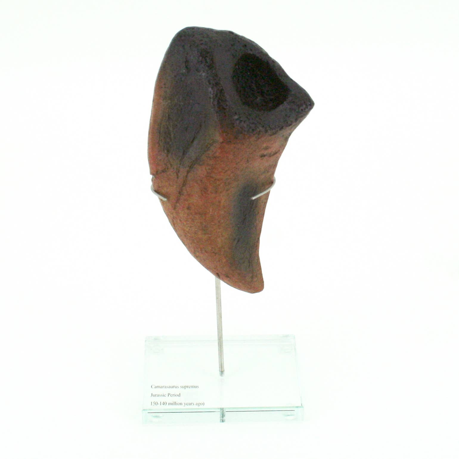 Camarasaurus Vertical Claw replica w/ Glass Base