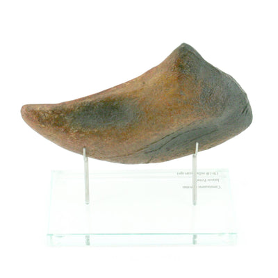 Camarasaurus Dinosaur Horizontal Claw Glass Base