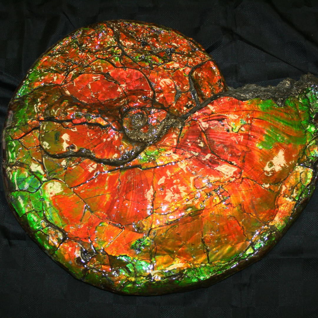 Ammonite with ammolite; Explore Our Store TAKE HOME A PIECE OF THE PAST  Our gift shop is open to everyone.
