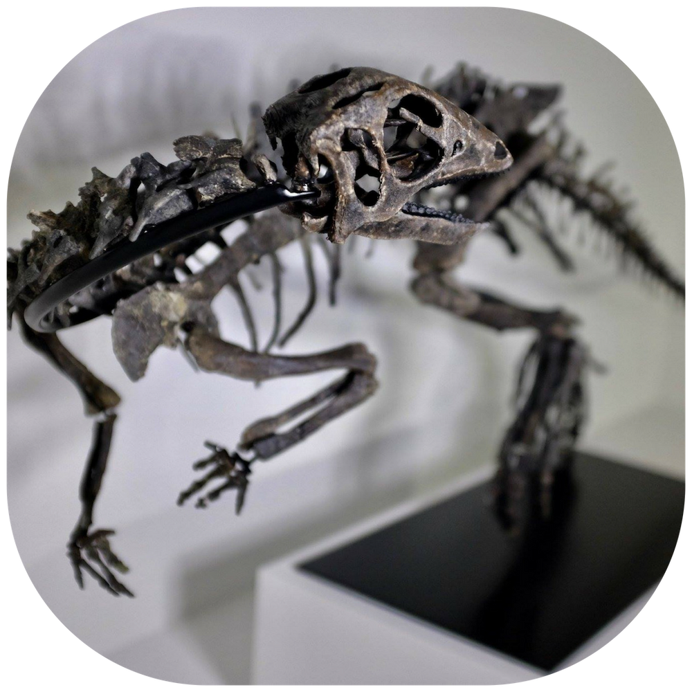 Diosaur Lab Schedule Your Visit - Dino Lab Inc