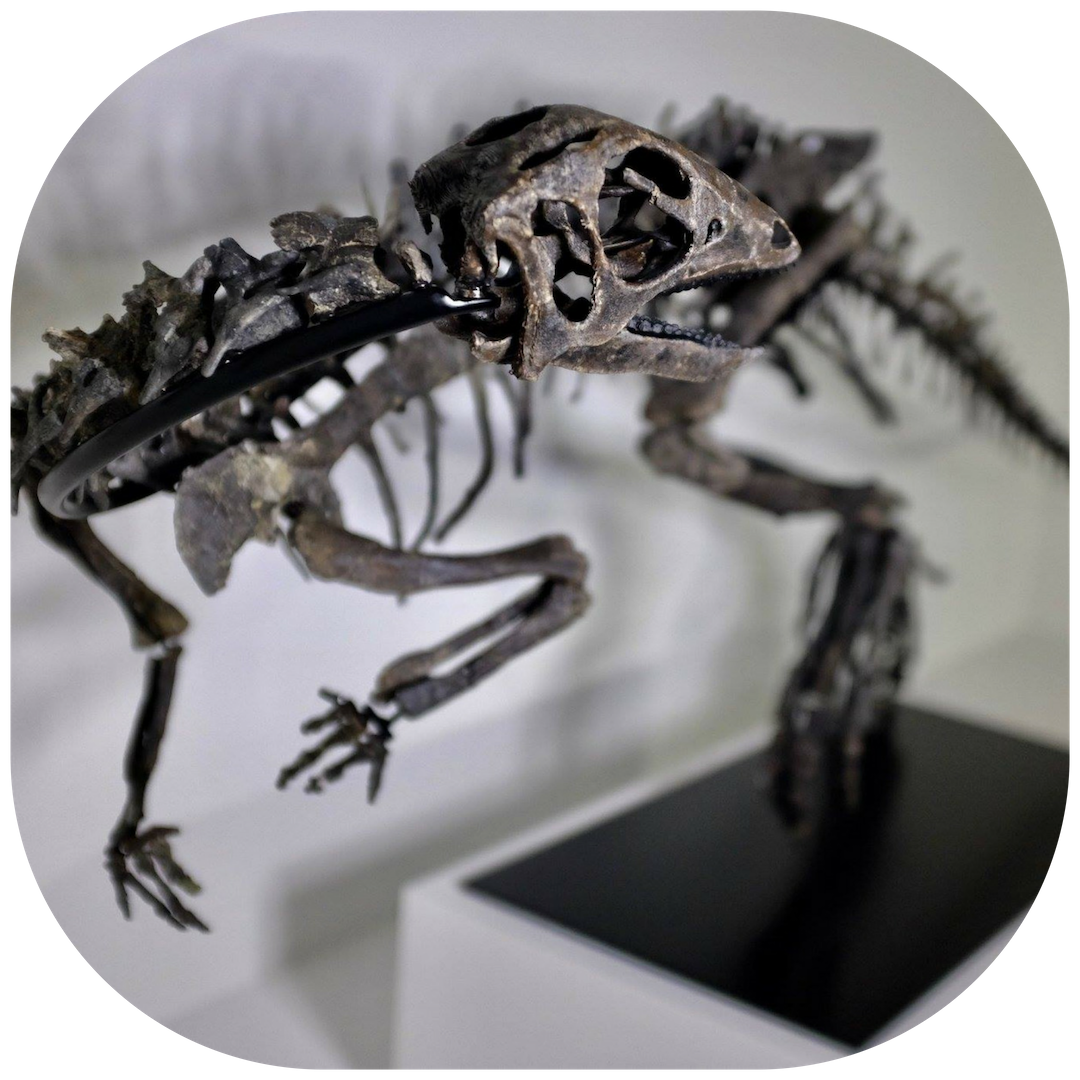 Schedule Your Visit - Dino Lab Inc