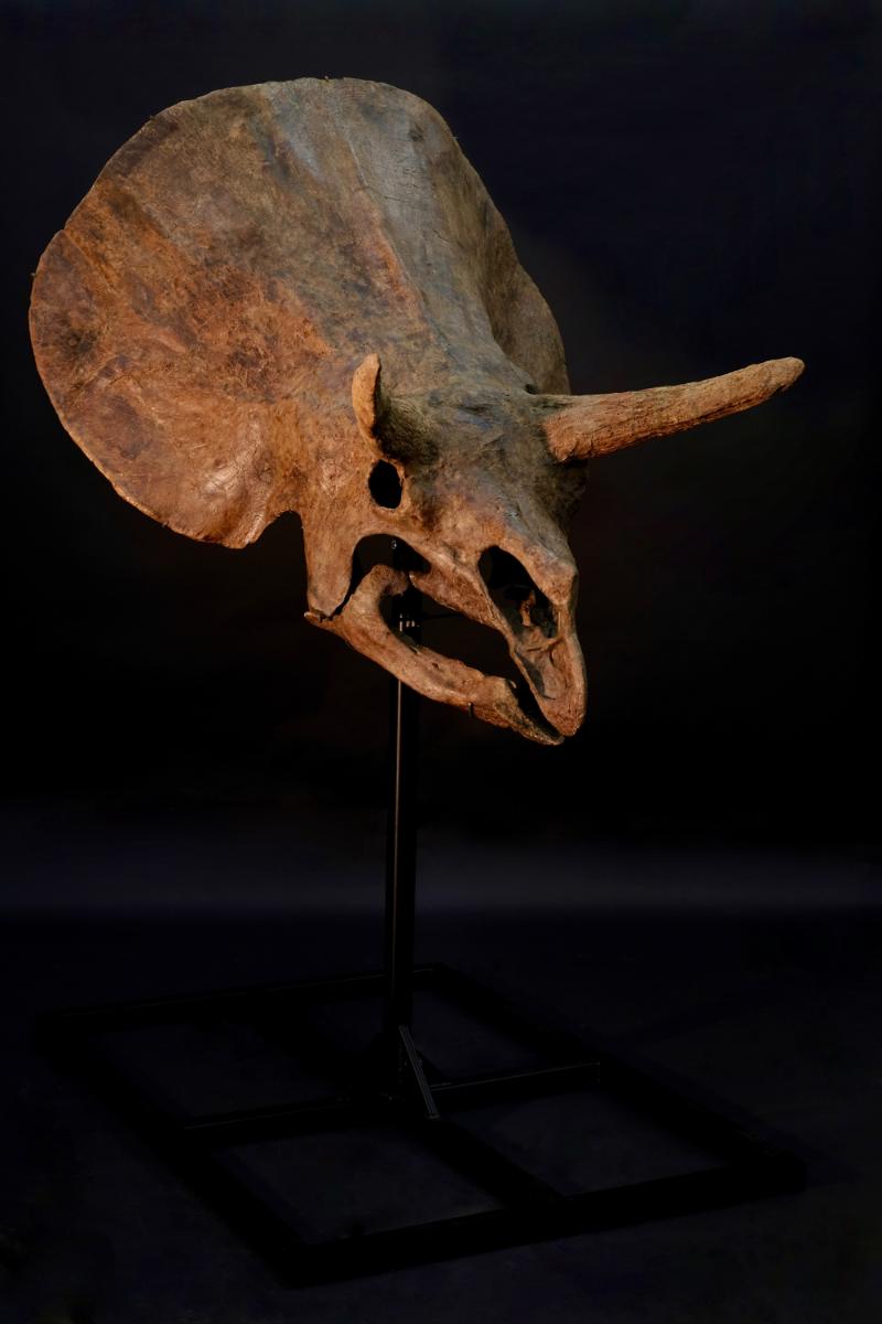 Triceratops - juvenile skull  This is a fairly complete skull of a triceratops, which had the largest skull of any animal to ever walk the Earth. Although only a juvenile, it was an impressive size at almost 6 feet in length and 5 feet wide. 