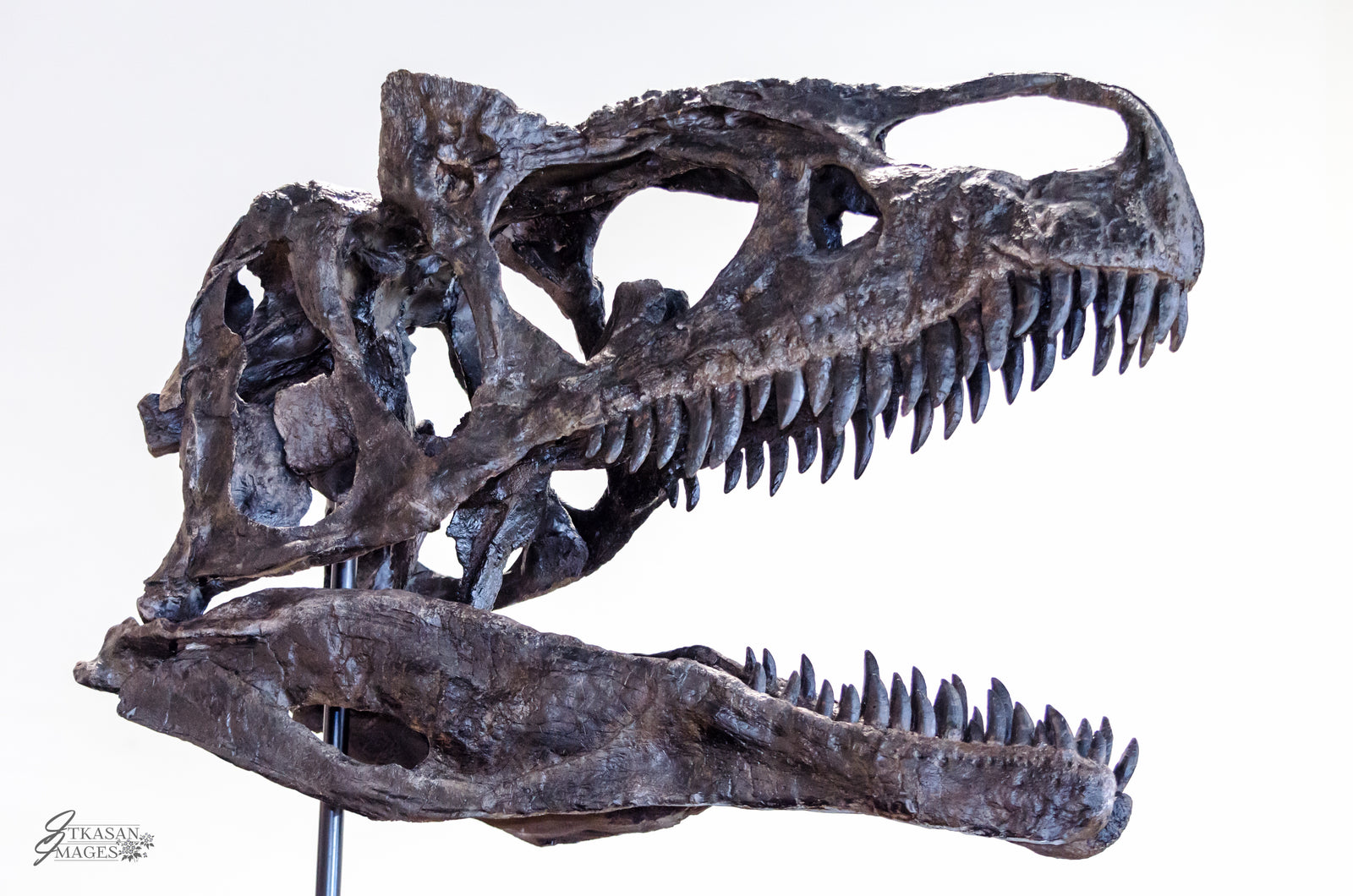 Allosaurus jimmandseni  This is a cast of an Allosaurus skull formerly known as Dracula. (approx. 150 million years old)