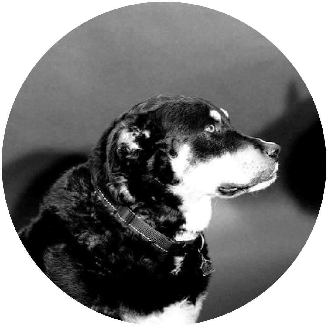 Snoopy the Shop Dog; Loveable trait:  he's terrified of flies