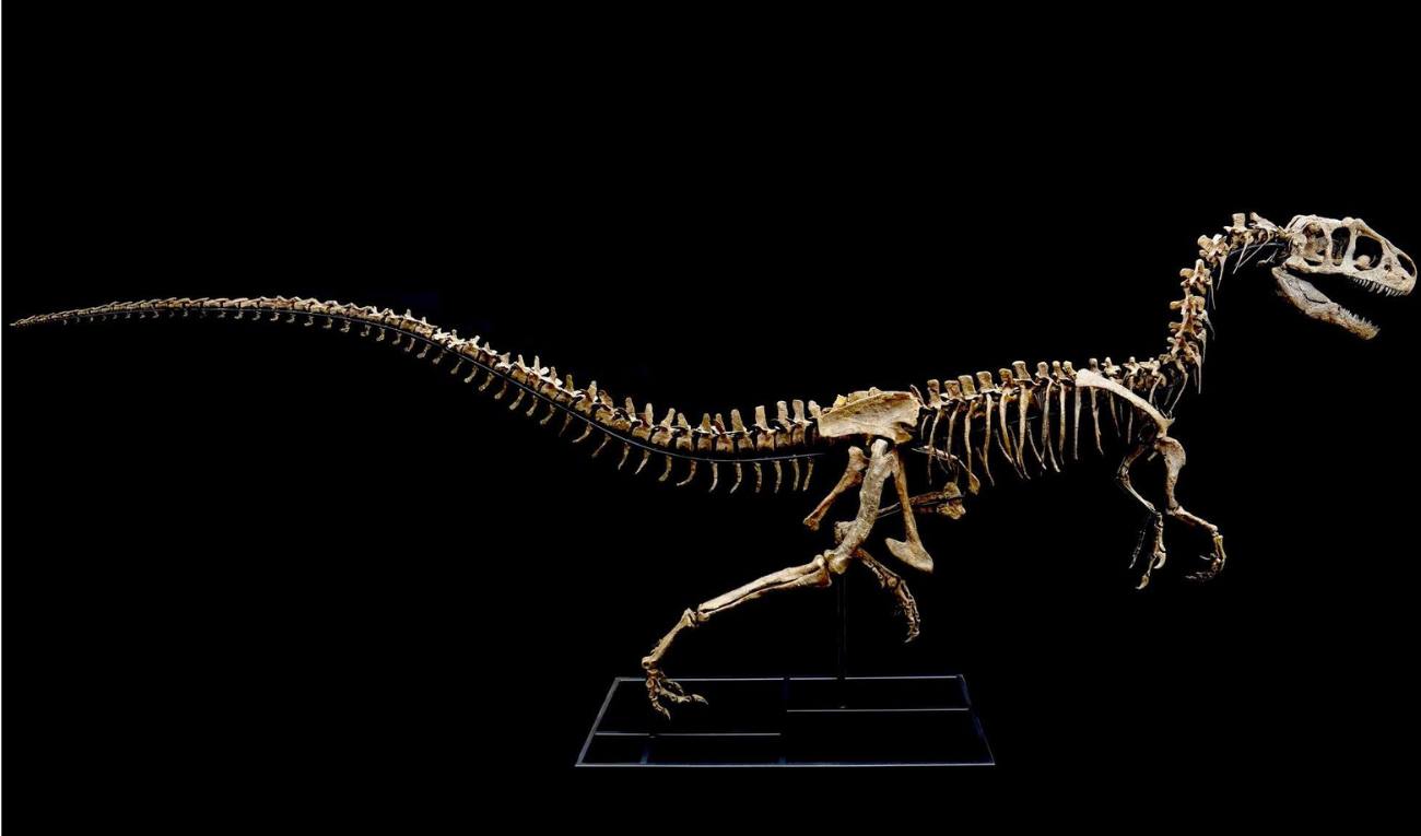 Allosaurus jimmadseni  This very complete juvenile Allosaurus is almost 16 feet long.    (approx. 150 million years old)